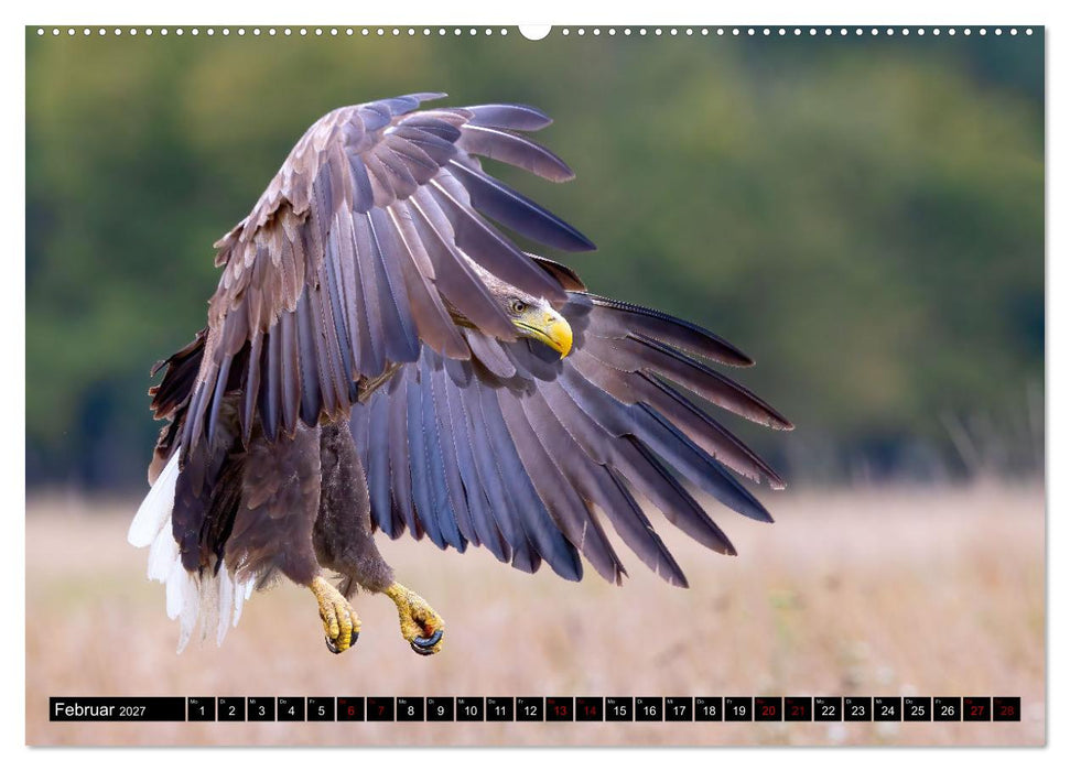 Seeadler in Polen (CALVENDO Wandkalender 2027)