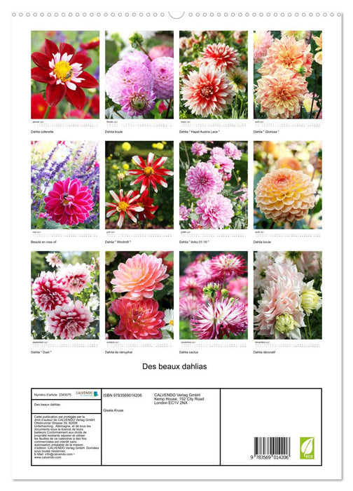 Des beaux dahlias (CALVENDO Calendrier supérieur 2027)
