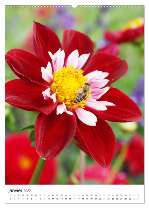 Des beaux dahlias (CALVENDO Calendrier supérieur 2027)