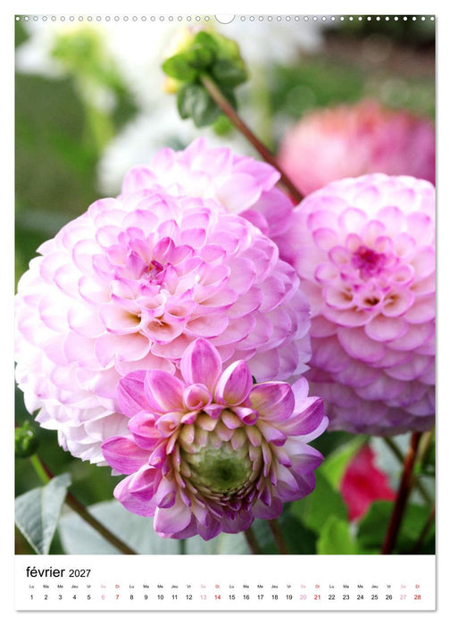 Des beaux dahlias (CALVENDO Calendrier supérieur 2027)
