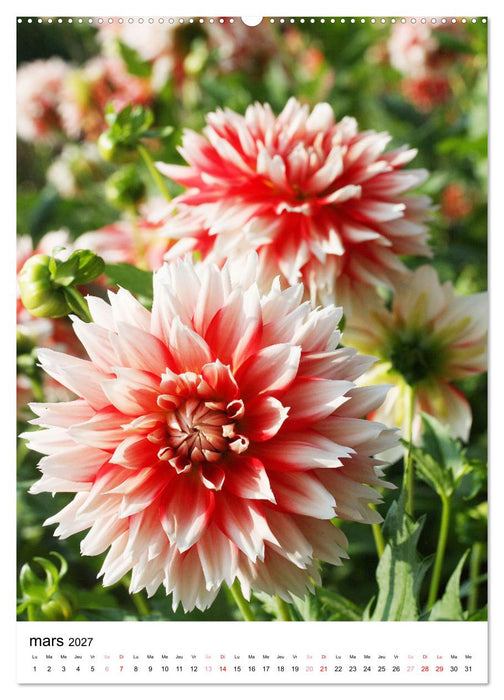 Des beaux dahlias (CALVENDO Calendrier supérieur 2027)