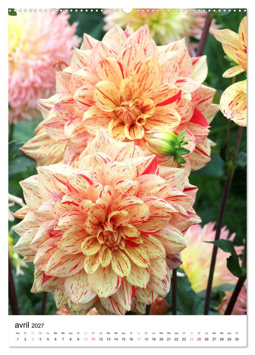Des beaux dahlias (CALVENDO Calendrier supérieur 2027)