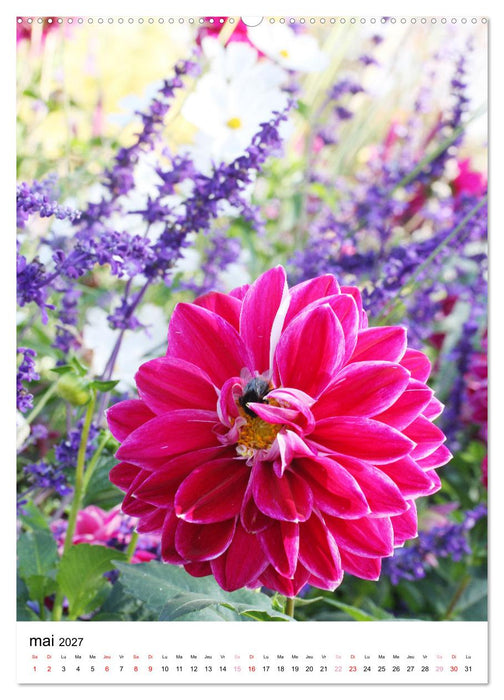 Des beaux dahlias (CALVENDO Calendrier supérieur 2027)