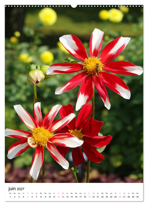 Des beaux dahlias (CALVENDO Calendrier supérieur 2027)