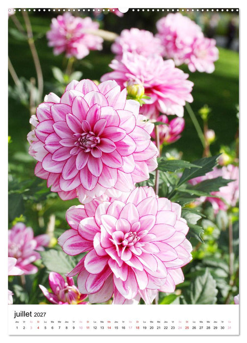 Des beaux dahlias (CALVENDO Calendrier supérieur 2027)