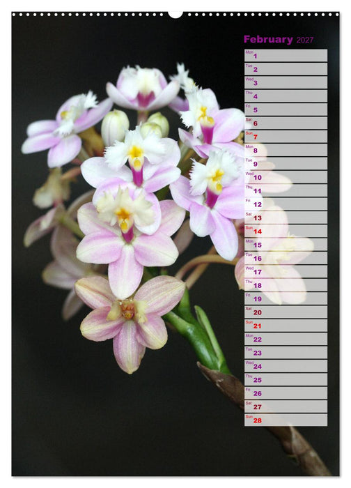 Orchids - Infinite Variety (CALVENDO Monthly Calendar 2027)