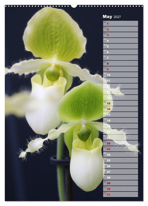 Orchids - Infinite Variety (CALVENDO Monthly Calendar 2027)