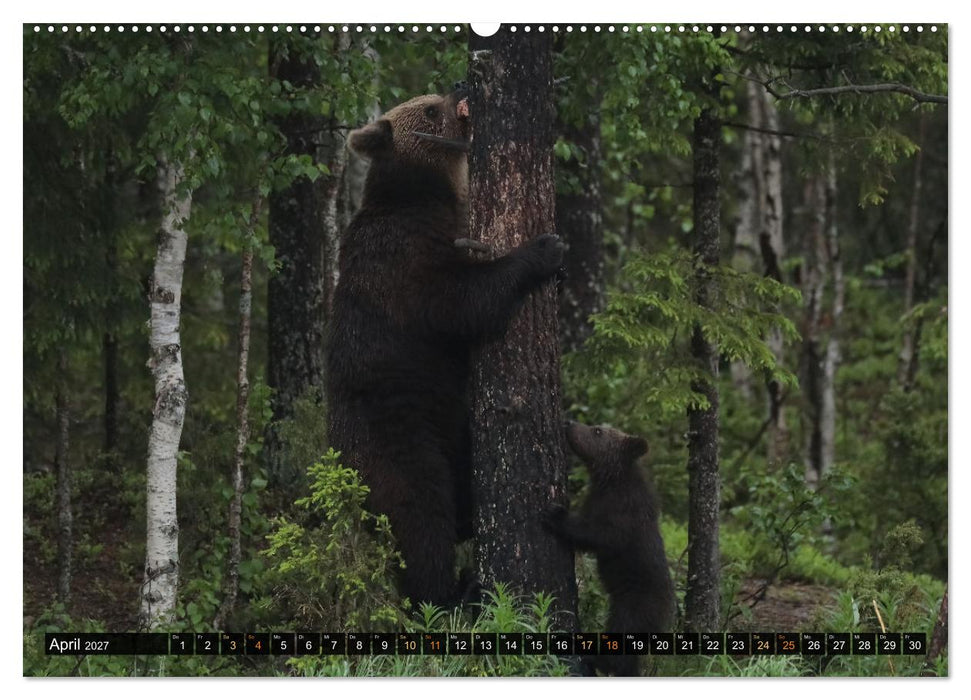 Die grandiose Tierwelt von Finnland (CALVENDO Premium Wandkalender 2027)