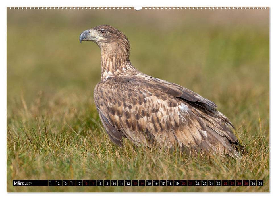 Seeadler in Polen (CALVENDO Premium Wandkalender 2027)