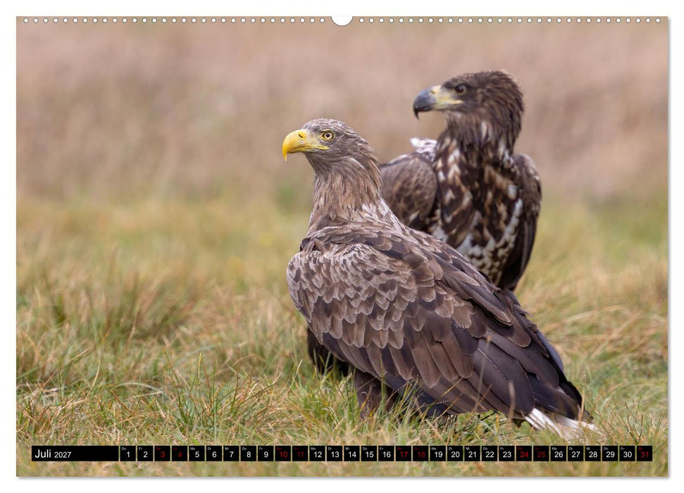 Seeadler in Polen (CALVENDO Premium Wandkalender 2027)