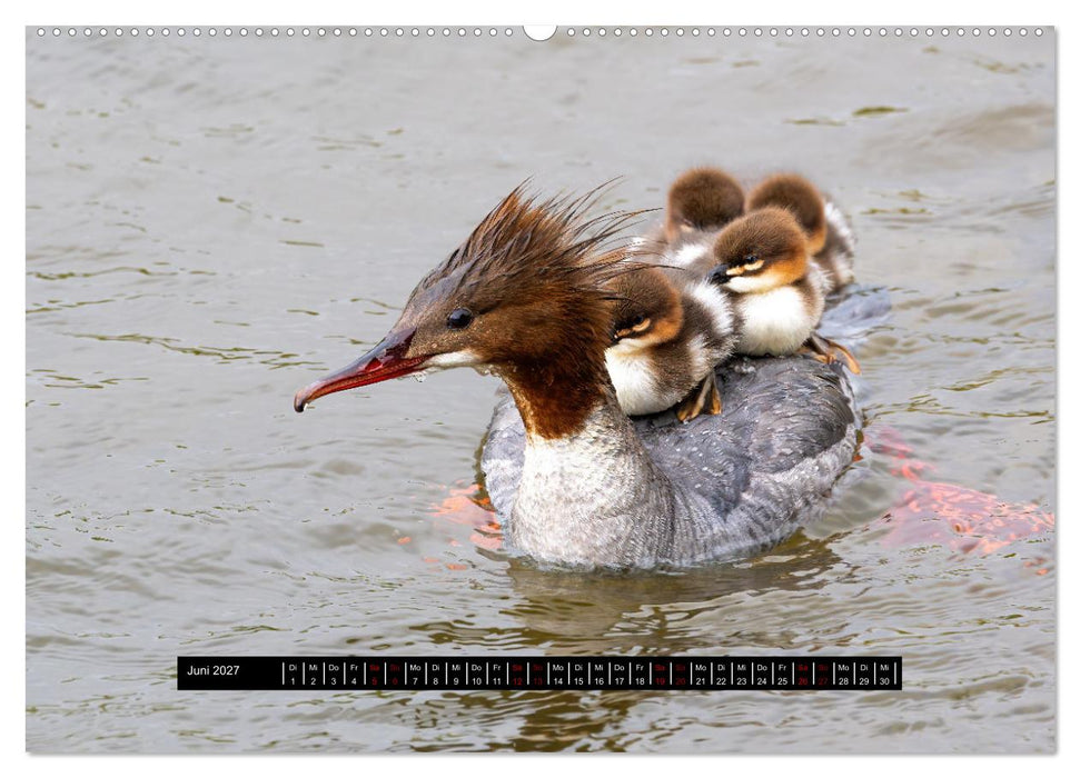 Vögel auf Island (CALVENDO Wandkalender 2027)