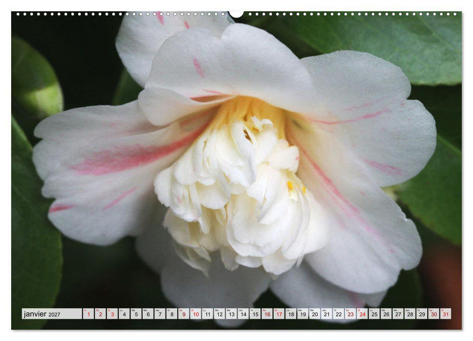 Plaisir des fleurs (CALVENDO Calendrier supérieur 2027)