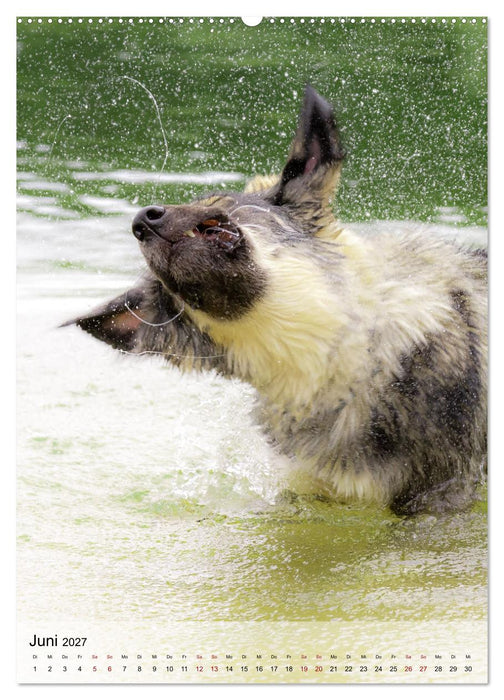 Witzige Hunde (CALVENDO Wandkalender 2027)