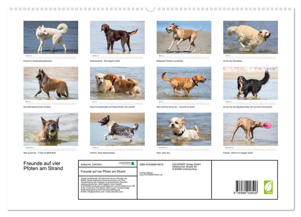 Freunde auf vier Pfoten am Strand (CALVENDO Premium Wandkalender 2027)