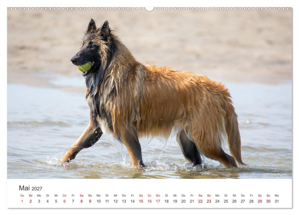 Freunde auf vier Pfoten am Strand (CALVENDO Premium Wandkalender 2027)