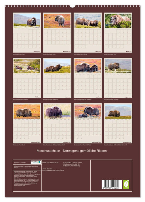 Moschusochsen - Norwegens gemütliche Riesen (CALVENDO Premium Wandkalender 2027)
