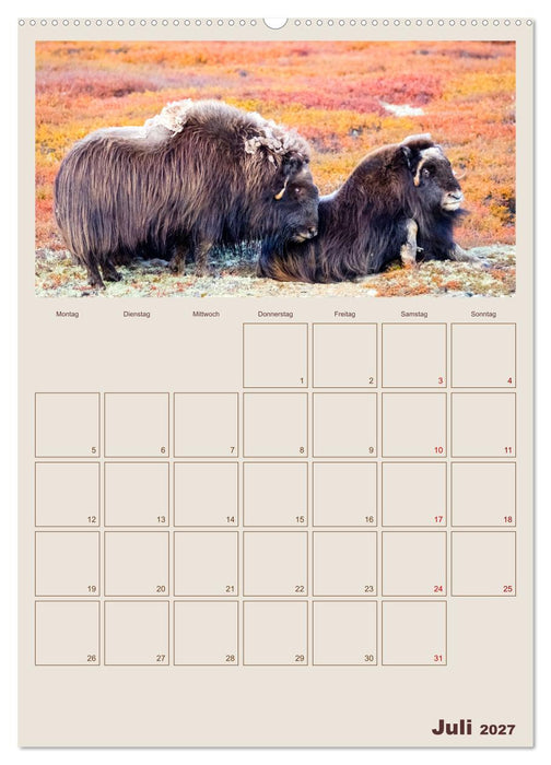 Moschusochsen - Norwegens gemütliche Riesen (CALVENDO Premium Wandkalender 2027)