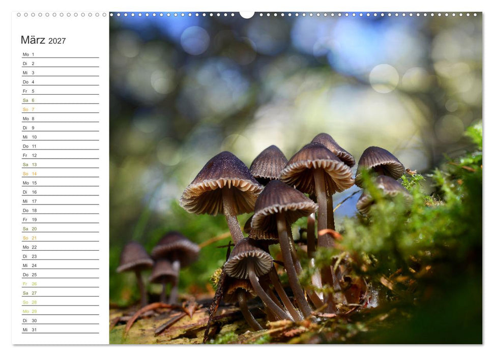 Schwammerl Egerlinge Pilze (CALVENDO Wandkalender 2027)