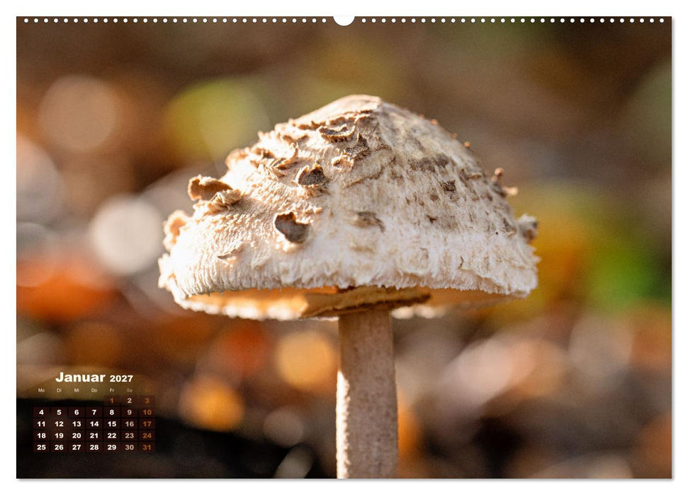 Fantastische Pilzwelten (CALVENDO Premium Wandkalender 2027)