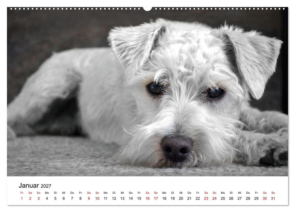 Total gechillte Hunde (CALVENDO Wandkalender 2027)