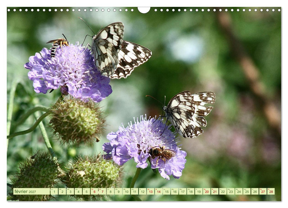 LA MAGIE DES PAPILLONS (CALVENDO Calendrier mensuel 2027)