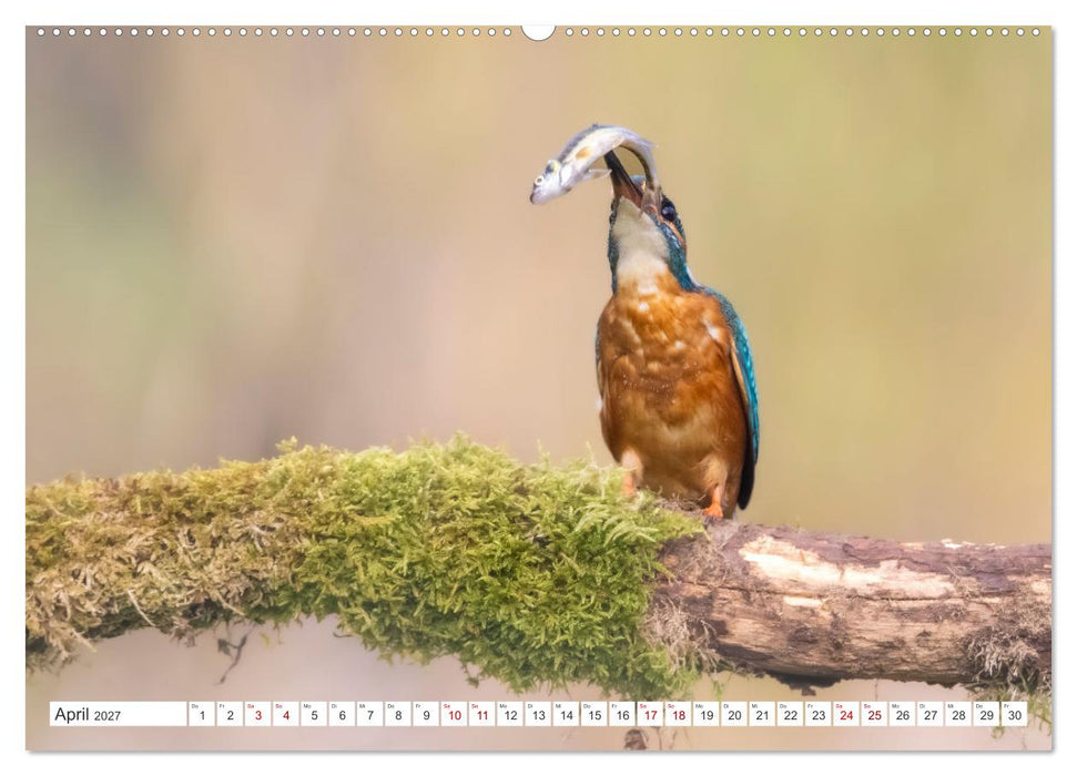 Der blaue Diamant - Fotos vom Eisvogel (CALVENDO Wandkalender 2027)