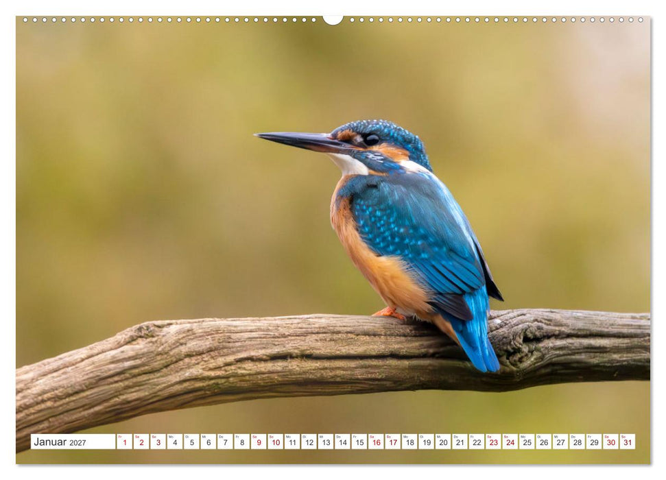 Der blaue Diamant - Fotos vom Eisvogel (CALVENDO Premium Wandkalender 2027)