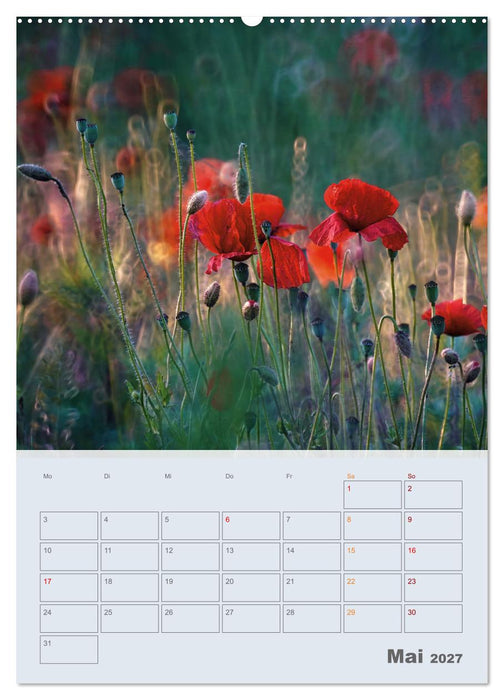 Magie im Garten (CALVENDO Premium Wandkalender 2027)