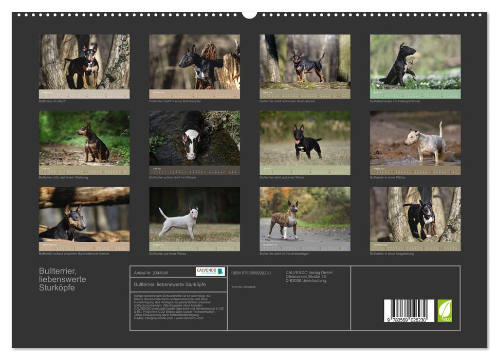 Bullterrier, liebenswerte Sturköpfe (CALVENDO Premium Wandkalender 2027)