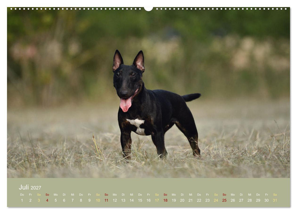 Bullterrier, liebenswerte Sturköpfe (CALVENDO Premium Wandkalender 2027)
