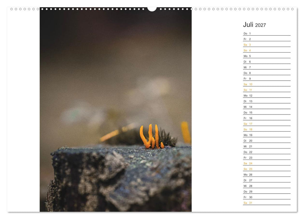 Kleine Wunder vor der Haustür (CALVENDO Premium Wandkalender 2027)