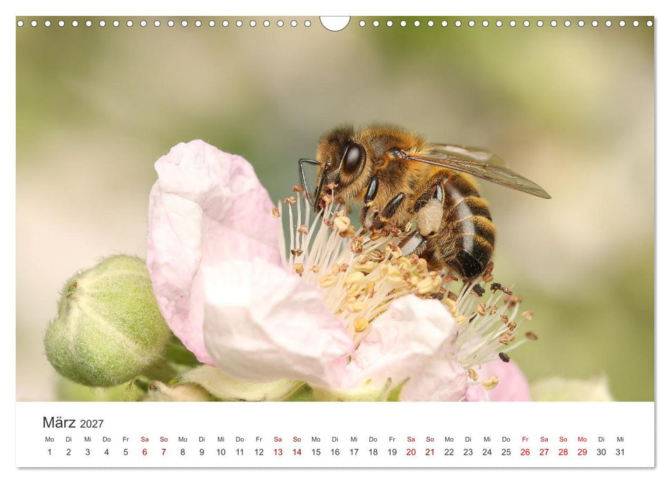Der etwas andere Blickwinkel (CALVENDO Wandkalender 2027)