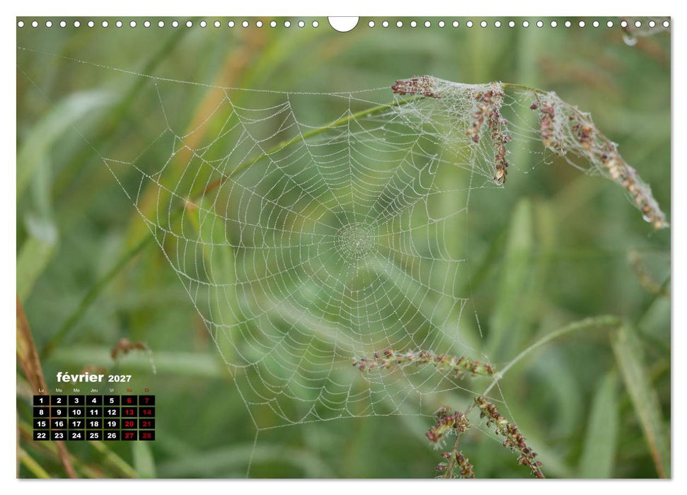 Araignées et insectes (CALVENDO Calendrier mensuel 2027)