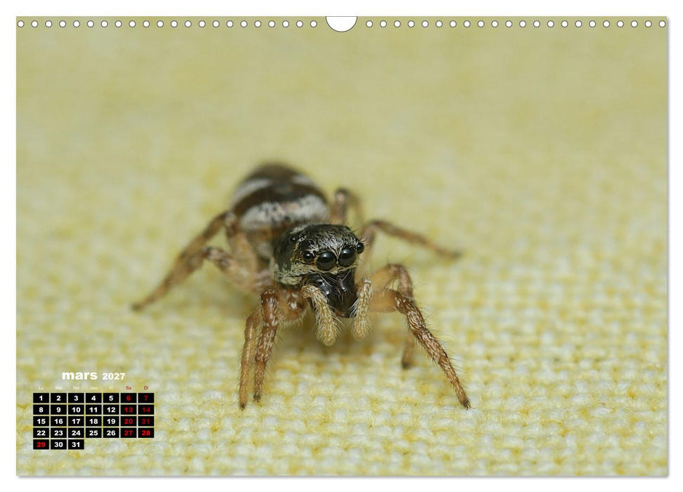 Araignées et insectes (CALVENDO Calendrier mensuel 2027)
