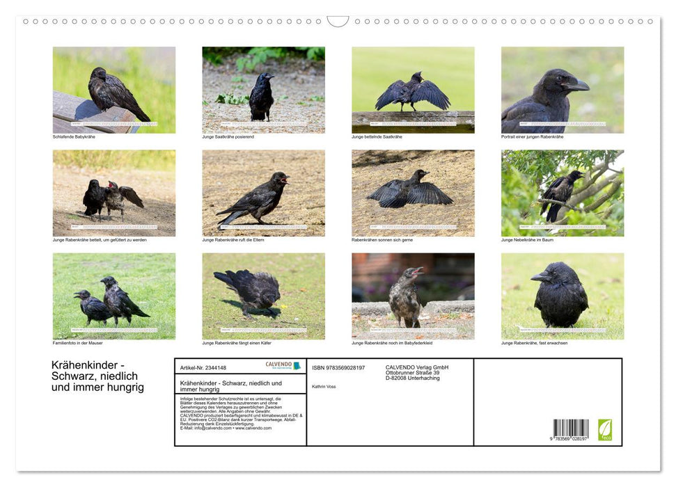 Krähenkinder - Schwarz, niedlich und immer hungrig (CALVENDO Wandkalender 2027)