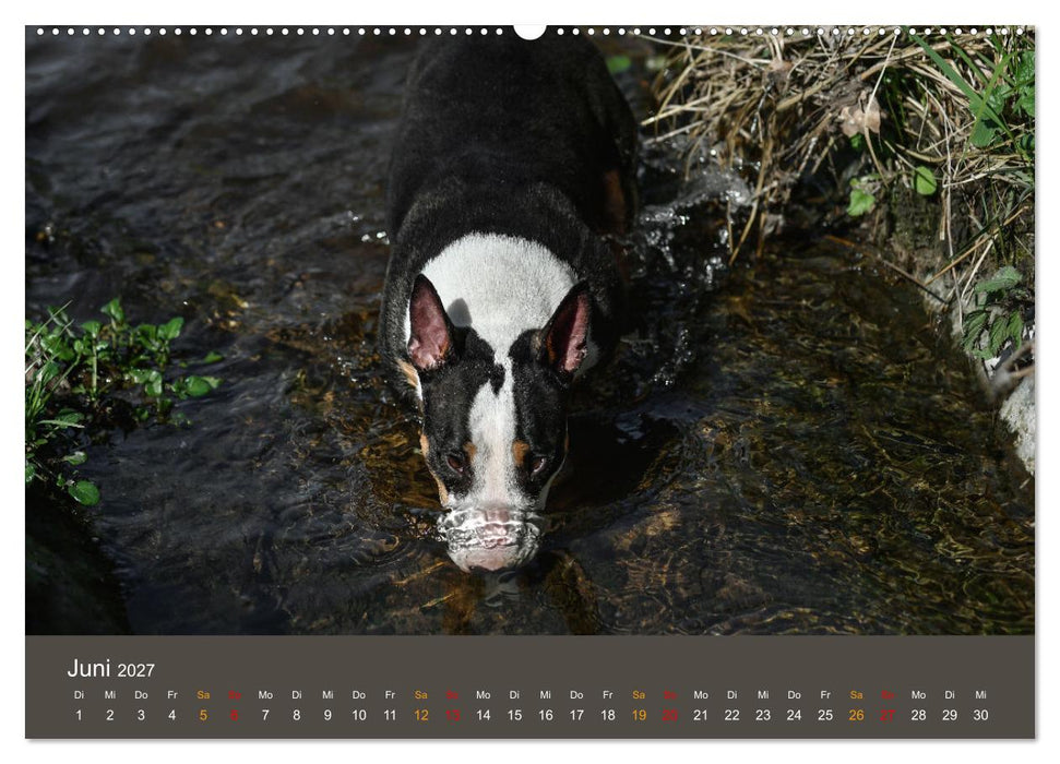 Bullterrier, liebenswerte Sturköpfe (CALVENDO Wandkalender 2027)