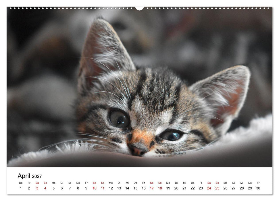 Katzenbabys (CALVENDO Wandkalender 2027)