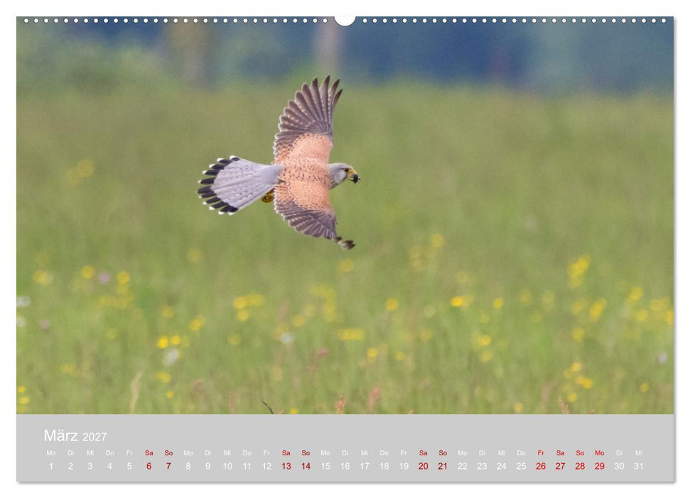 Greifer in Aktion (CALVENDO Wandkalender 2027)