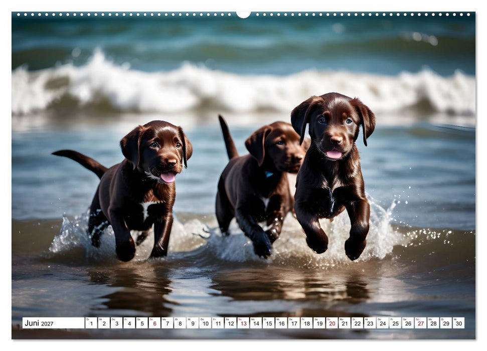 Begeisterte Wasserratten (CALVENDO Wandkalender 2027)