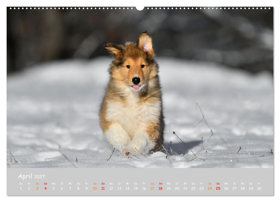 Collie Welpen im Schnee (CALVENDO Wandkalender 2027)