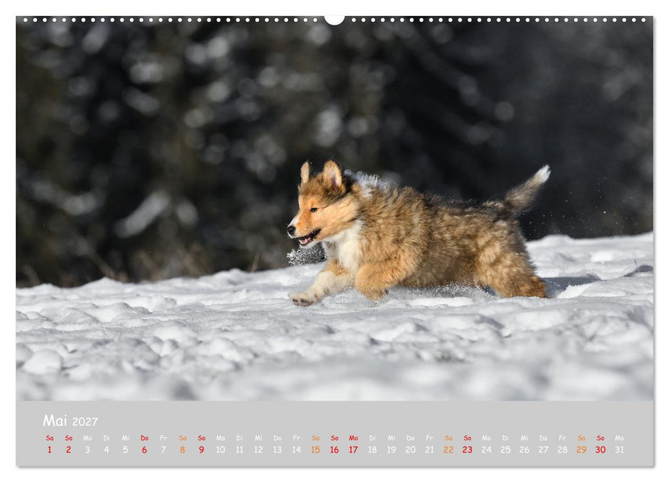 Collie Welpen im Schnee (CALVENDO Wandkalender 2027)