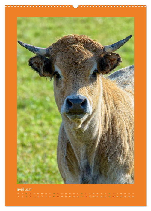 Beauté rustique Regards animaliers (CALVENDO Calendrier mensuel 2027)