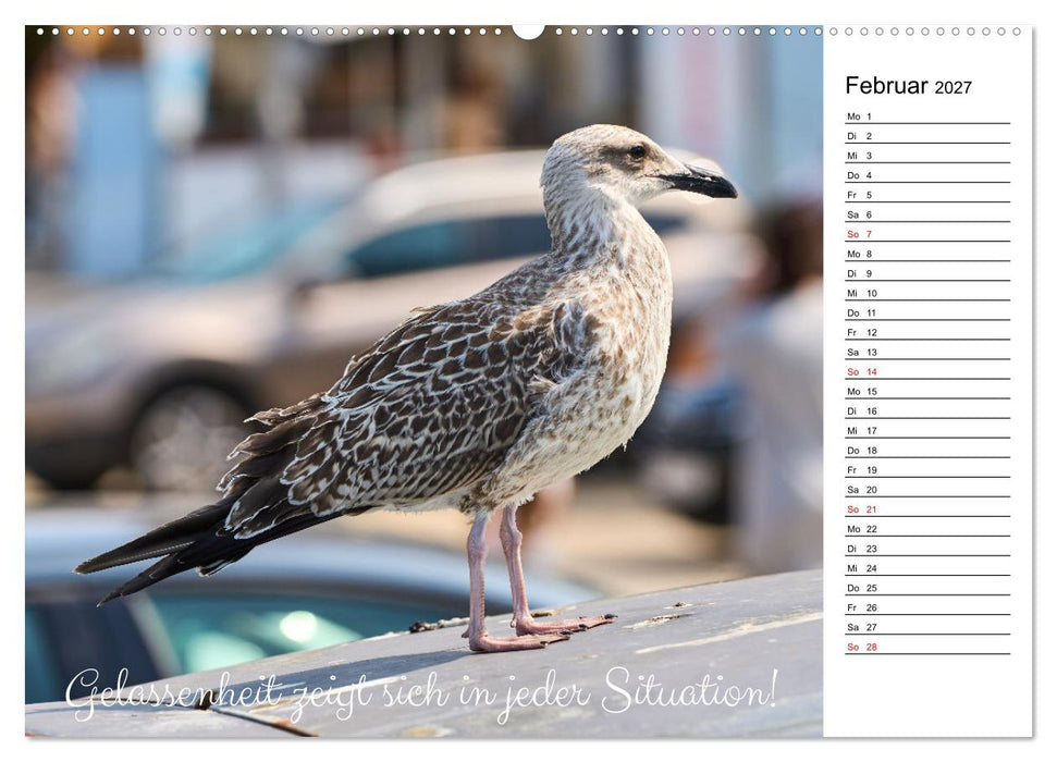 Lebensweisheiten der Möwe - Im Flug des Lebens (CALVENDO Premium Wandkalender 2027)