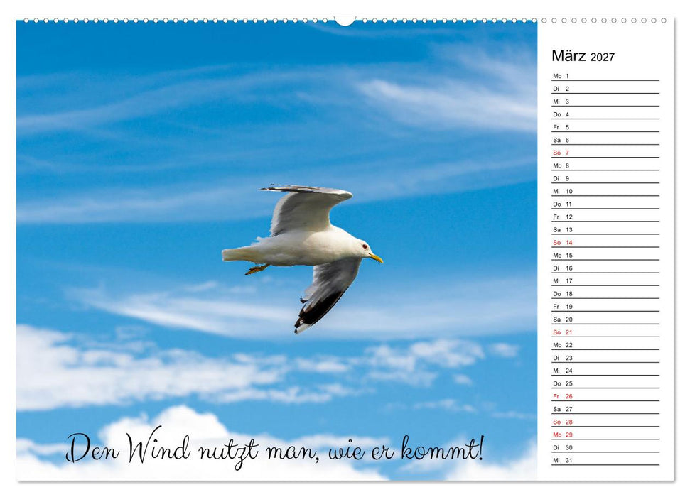 Lebensweisheiten der Möwe - Im Flug des Lebens (CALVENDO Premium Wandkalender 2027)