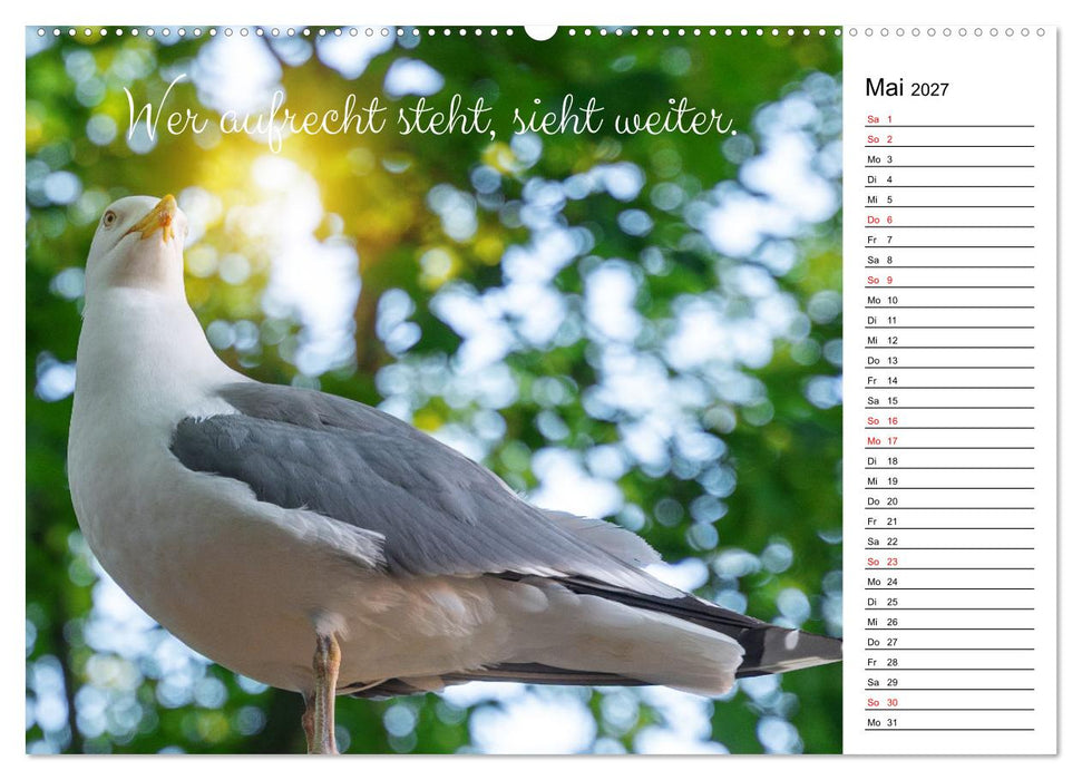 Lebensweisheiten der Möwe - Im Flug des Lebens (CALVENDO Premium Wandkalender 2027)
