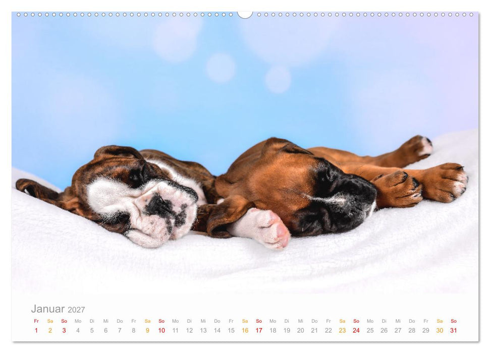 Boxer Welpen einfach zuckersüß (CALVENDO Premium Wandkalender 2027)
