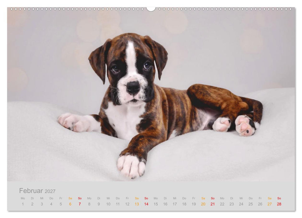 Boxer Welpen einfach zuckersüß (CALVENDO Premium Wandkalender 2027)