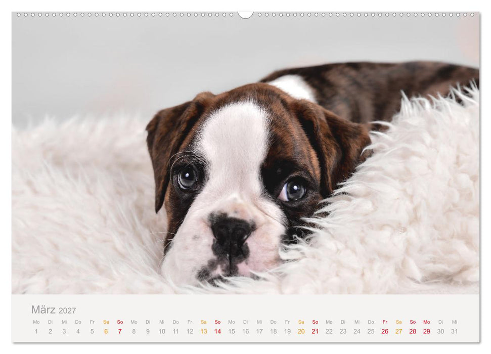 Boxer Welpen einfach zuckersüß (CALVENDO Premium Wandkalender 2027)