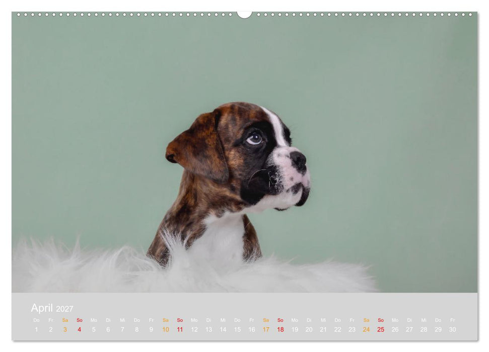 Boxer Welpen einfach zuckersüß (CALVENDO Premium Wandkalender 2027)