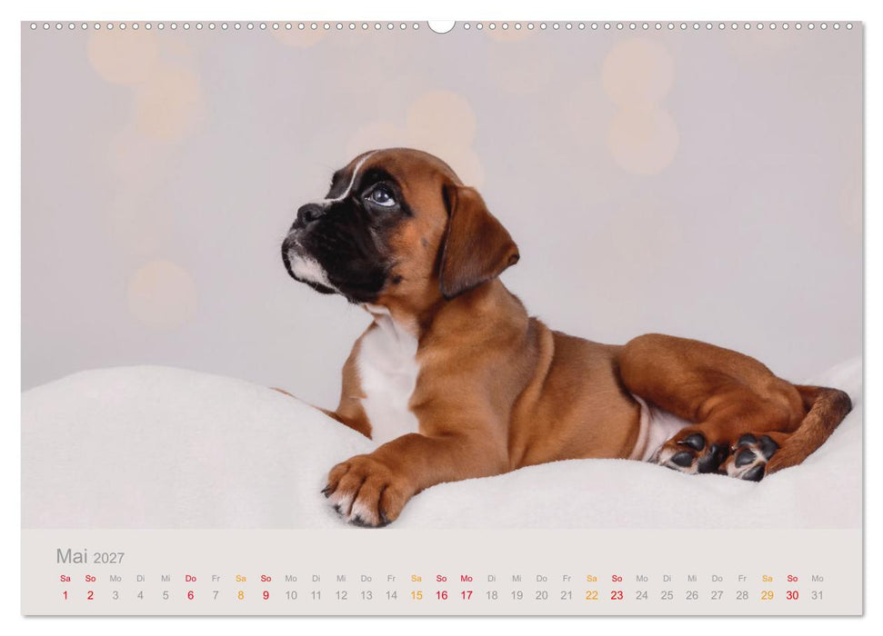 Boxer Welpen einfach zuckersüß (CALVENDO Premium Wandkalender 2027)
